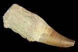 Fossil Rooted Mosasaur (Prognathodon) Tooth - Morocco #116916-1